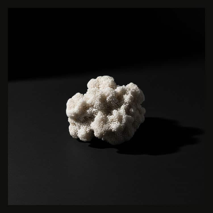 Tonal contrast example in studio photography